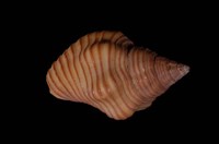 藏品(焦黃峨螺)的圖片